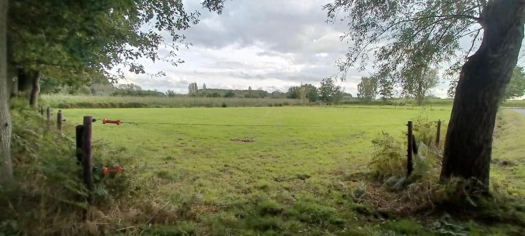 weide te huur, Dieren en Toebehoren, Weidegang, 2 of 3 paarden of pony's