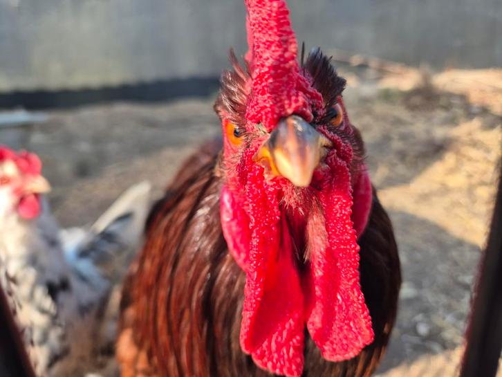 Haan, Dieren en Toebehoren, Pluimvee