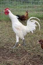 Broedeieren ayam ketawa ( de kip die lacht als hij kraait), Dieren en Toebehoren, Pluimvee, Kip