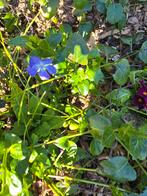 Fleurs vivace, Enlèvement