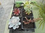 planten, Overige soorten, Vaste plant, Ophalen of Verzenden, Halfschaduw