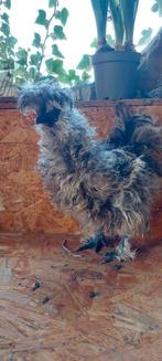 Zijdehoen haan, Mâle, Poule ou poulet