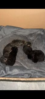 Kittens  te koop lees beschrijving, Meerdere dieren, 0 tot 2 jaar