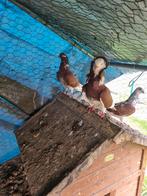 Pigeons couples, Animaux & Accessoires