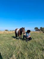 Kareltje - Mega lieve bonte shetlander ruin!, Dieren en Toebehoren, Pony's, Met stamboom, Ruin, Zadelmak, A pony (tot 1.17m)