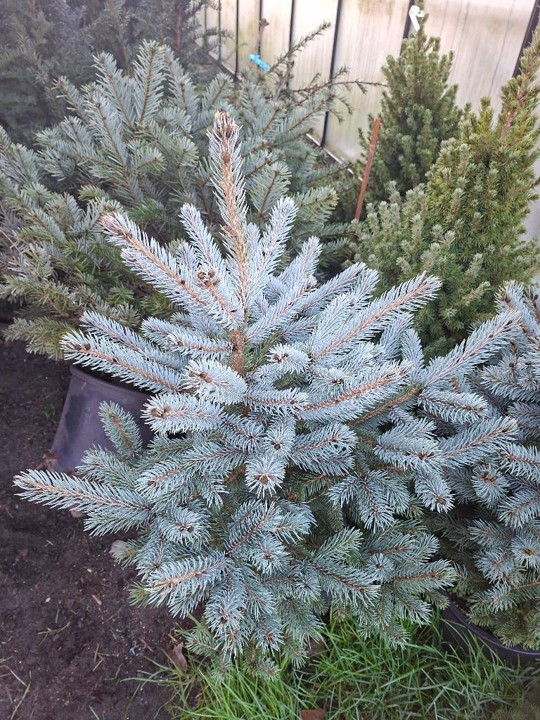 Picea pungens Glauca blauwspar, Ophalen
