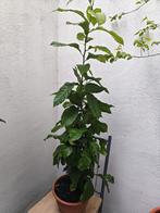 Citronnier en pot – belle taille, Jardin & Terrasse