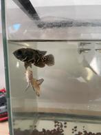 Oscar cichlide, Dieren en Toebehoren