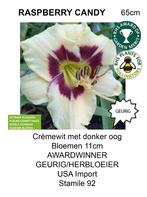 VENTE D'HÉMÉROCALLES HÉMÉROCALLES, Plein soleil, Été, Plante fixe, Enlèvement ou Envoi