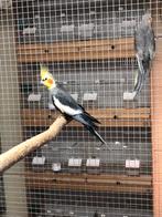 Mâle Calopsitte, Animaux & Accessoires, Oiseaux | Perruches & Perroquets, Mâle