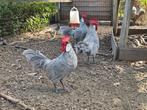 Koppel Menorca kriel kippen parelgrijs, Dieren en Toebehoren, Meerdere dieren, Kip