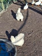 Zijdehoen, Dieren en Toebehoren