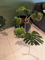 Monstera deliciosa, Enlèvement