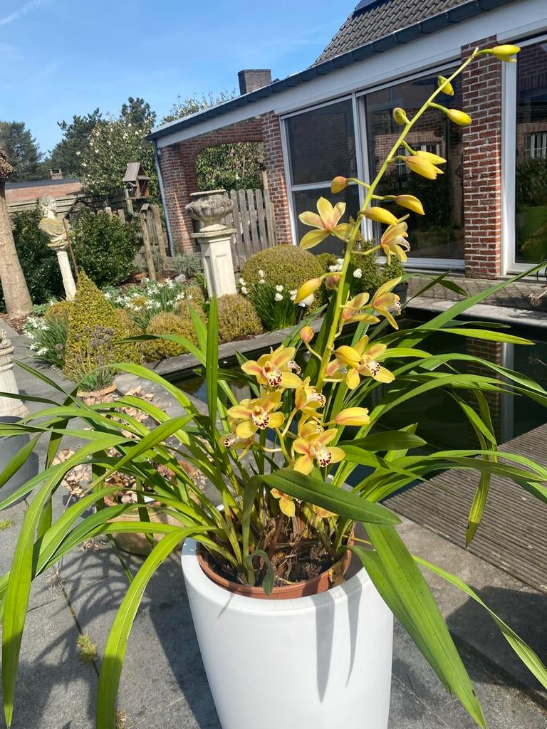 Gele orchideeën met 2  grote lange bloemtakken in ., Vaste plant, Halfschaduw, Lente, Ophalen