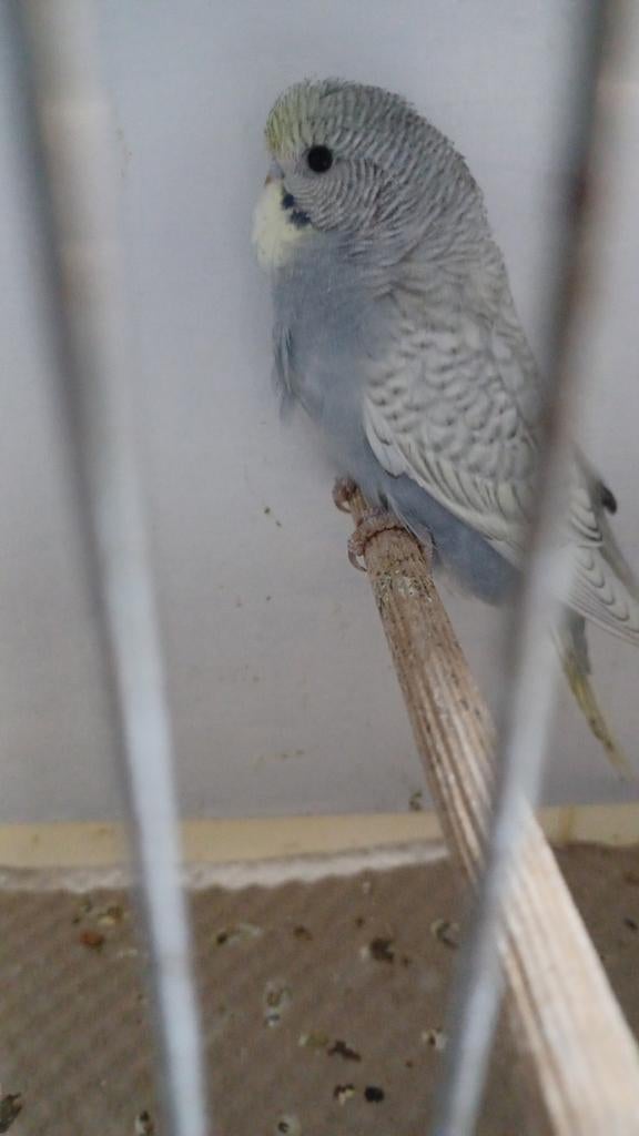 Grasparkieten, Dieren en Toebehoren, Geringd