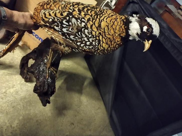 Prachtige decoratieve set van twee opgezette vogels:, Antiek en Kunst, Curiosa en Brocante, Ophalen