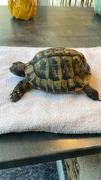 Griekse landschildpad, Tortue, Domestique, 11 ans ou plus