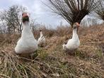 Vlaamse ganzen trio, Dieren en Toebehoren, Pluimvee, Meerdere dieren, Gans of Zwaan