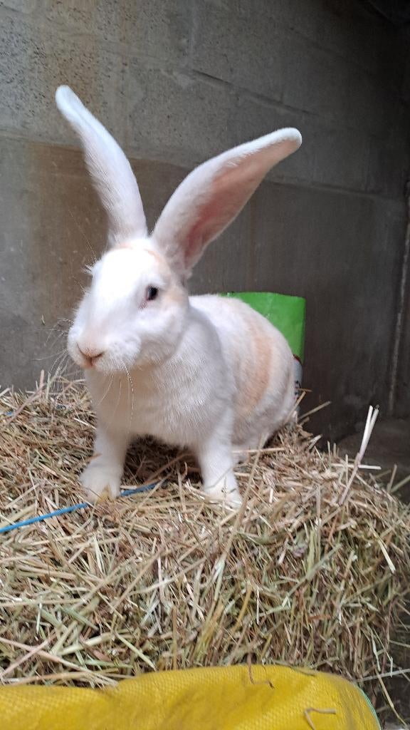 Duitse reus, Dieren en Toebehoren, Konijnen, Mannelijk, Groot, 0 tot 2 jaar