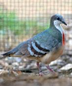 2.0 Luzon dolksteekduif, Animaux & Accessoires, Oiseaux | Oiseaux Autre, Mâle, Oiseau tropical, Bagué