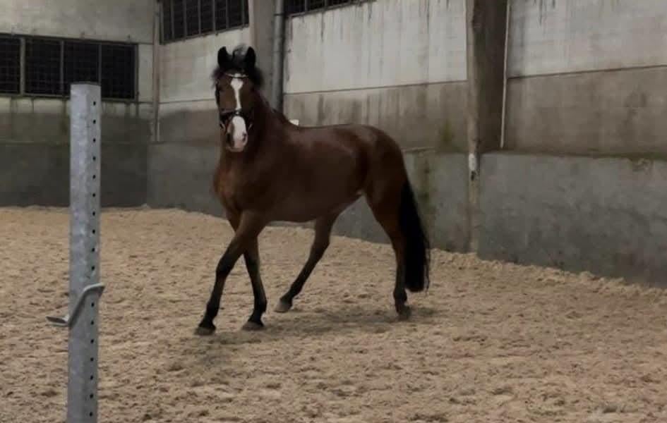 Ervaren Spaanse fokmerrie, Jument, Z