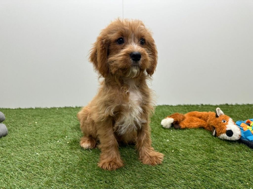 Cavapoo pups, België, 8 tot 15 weken, Parvo, Meerdere