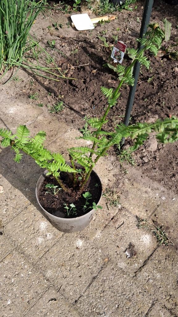 Varens, Tuin en Terras, Ophalen