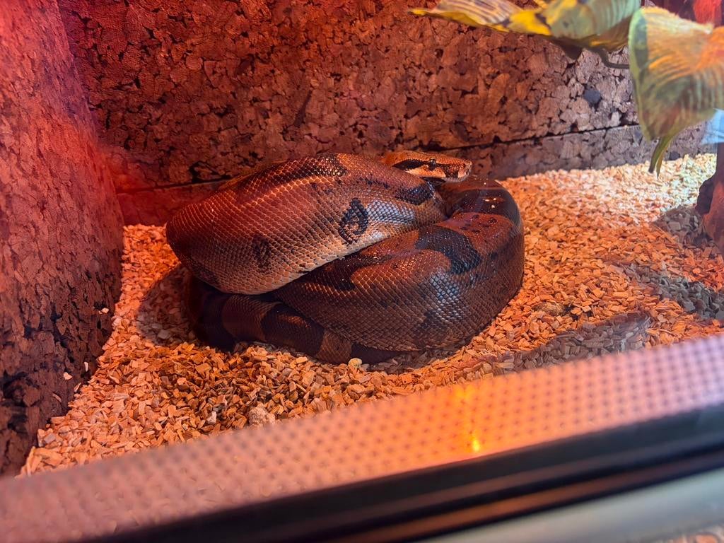 Boa Constrictor Imerator, Slang, Tam, 7 tot 10 jaar