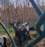 Mooie dwerg geit vrouwtje. Eventueel met gecastreerde bokjes, Dieren en Toebehoren, Meerdere dieren, Geit, 0 tot 2 jaar
