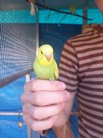 Grasparkieten, Dieren en Toebehoren, Vogels | Parkieten en Papegaaien