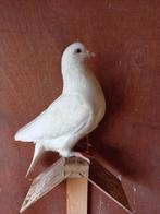 Jonge witte zware huisduif te koop, Sexe inconnu, Autres espèces