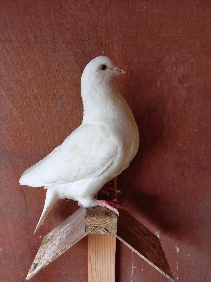 Jonge witte zware huisduif te koop, Animaux & Accessoires, Oiseaux | Pigeons, Autres espèces, Sexe inconnu