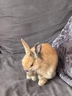 Konijnte, Dieren en Toebehoren, Konijnen, Vrouwelijk, Middelgroot, 0 tot 2 jaar