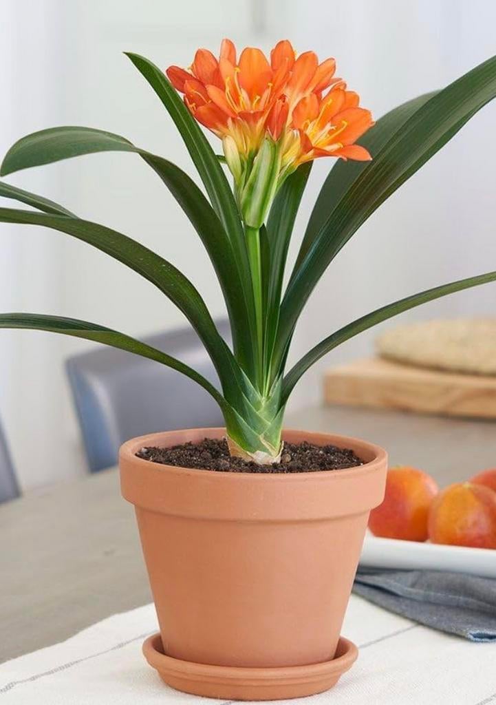 Kamerplant clivia miniata, Bloeiende kamerplant, Ophalen, Halfschaduw, Minder dan 100 cm
