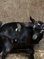 Dwerggeitje, Dieren en Toebehoren