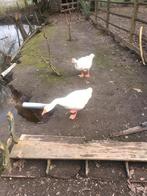 Ganzen, Dieren en Toebehoren, Pluimvee