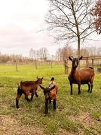 Dwerggeiten, Dieren en Toebehoren