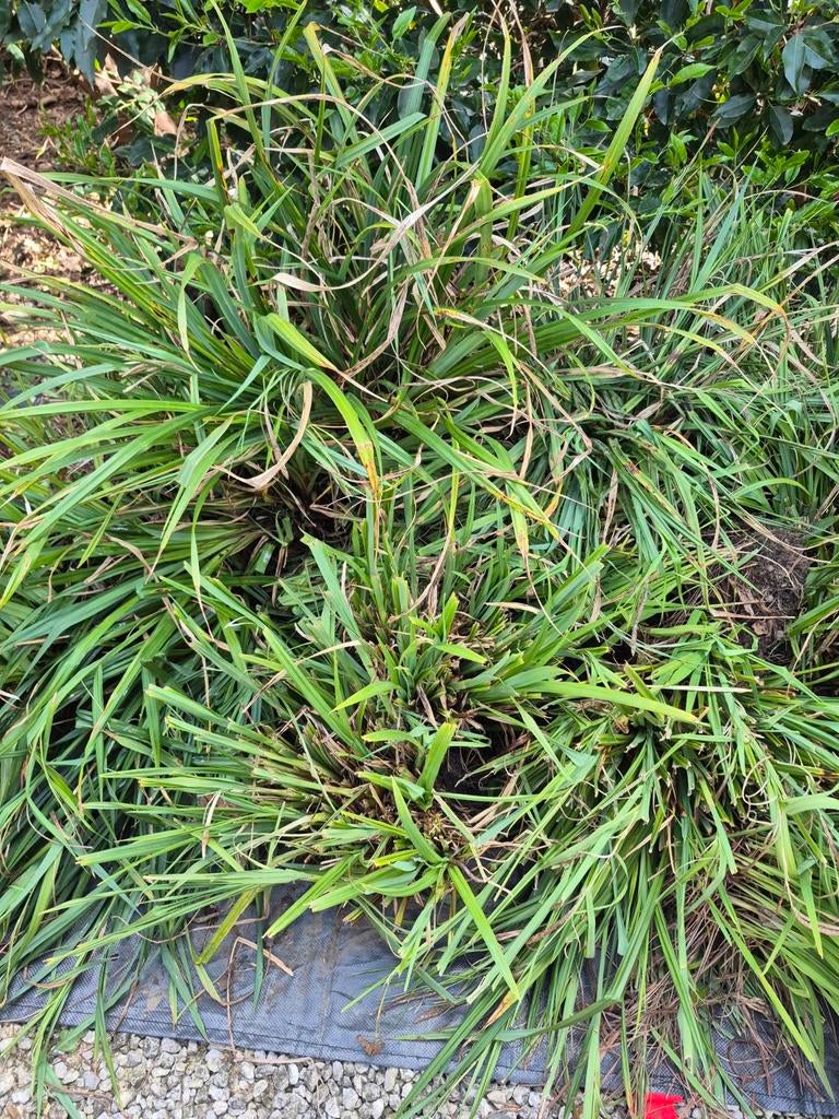 Gratis siergras, Ophalen