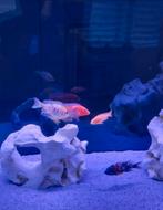 Aulonocara cichlide malawi  région Tubize, Animaux & Accessoires