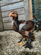 Brahma meerzomig patrijs hanen tentoonstellingsbloed, Dieren en Toebehoren, Pluimvee