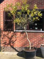 Oleander op stam . Ongeveer 2 meter hoog ., Tuin en Terras, Ophalen