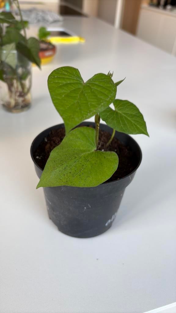 Zoete aardappel plantje moestuin, Ophalen, Groenteplant, Minder dan 100 cm