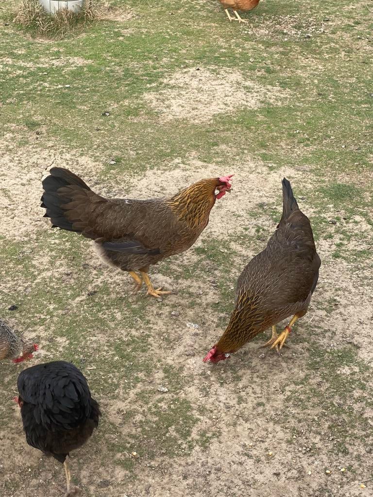 2 leghorn goudpatrijs hennen, Dieren en Toebehoren, Pluimvee