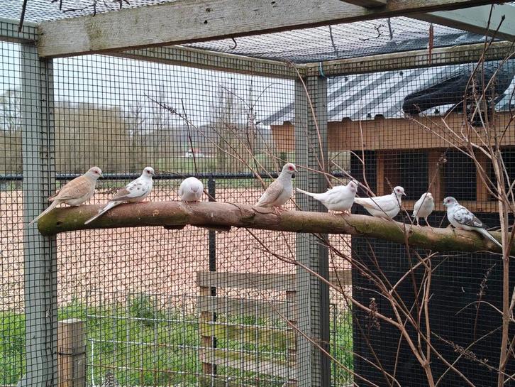Colombes diamantées, Animaux & Accessoires, Oiseaux | Oiseaux Autre, Oiseau tropical, Plusieurs animaux