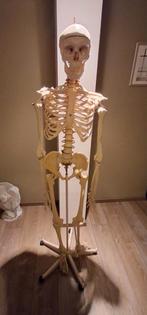 Skelet van het menselijk lichaam., Ophalen, Zo goed als nieuw