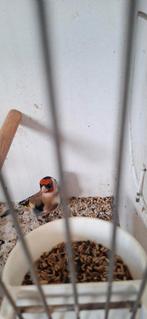 Des mâles chardonneret parva