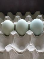 Cream legbar broedeieren