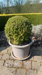 Buxus bol, Tuin en Terras, Planten | Struiken en Hagen, Ophalen, Buxus