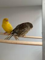 Gloster kanarie, Dieren en Toebehoren