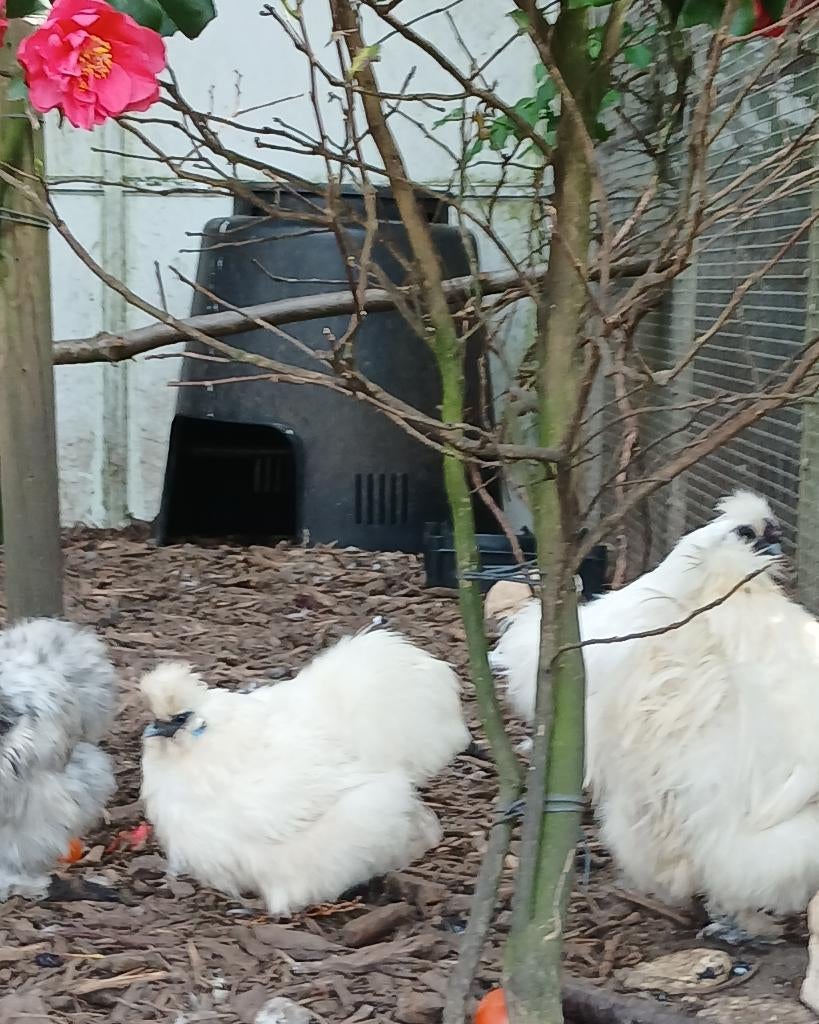 Zijdehoenders, Dieren en Toebehoren, Pluimvee